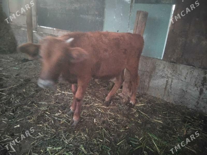 tuwe - Багир - img 5