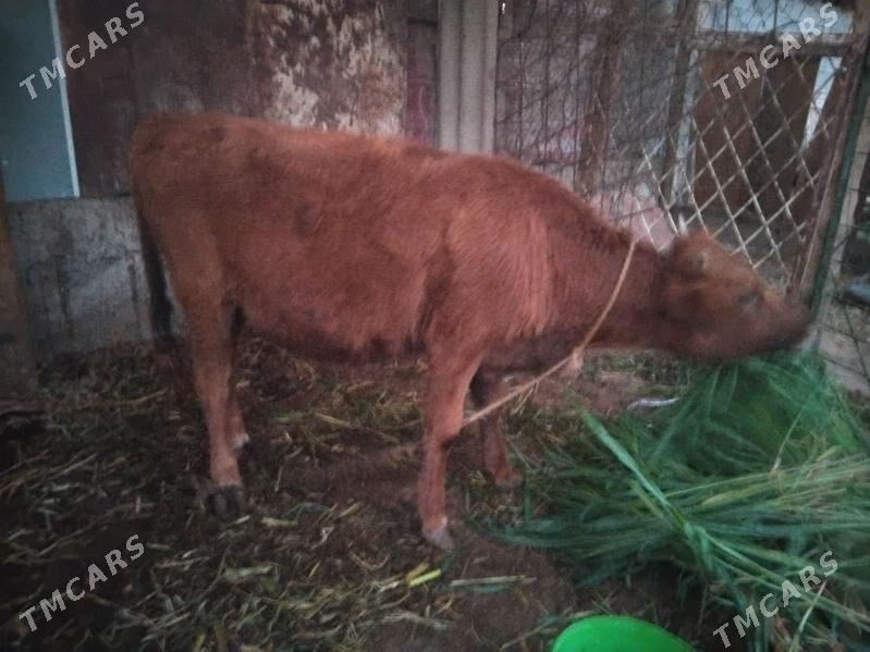 tuwe - Багир - img 2