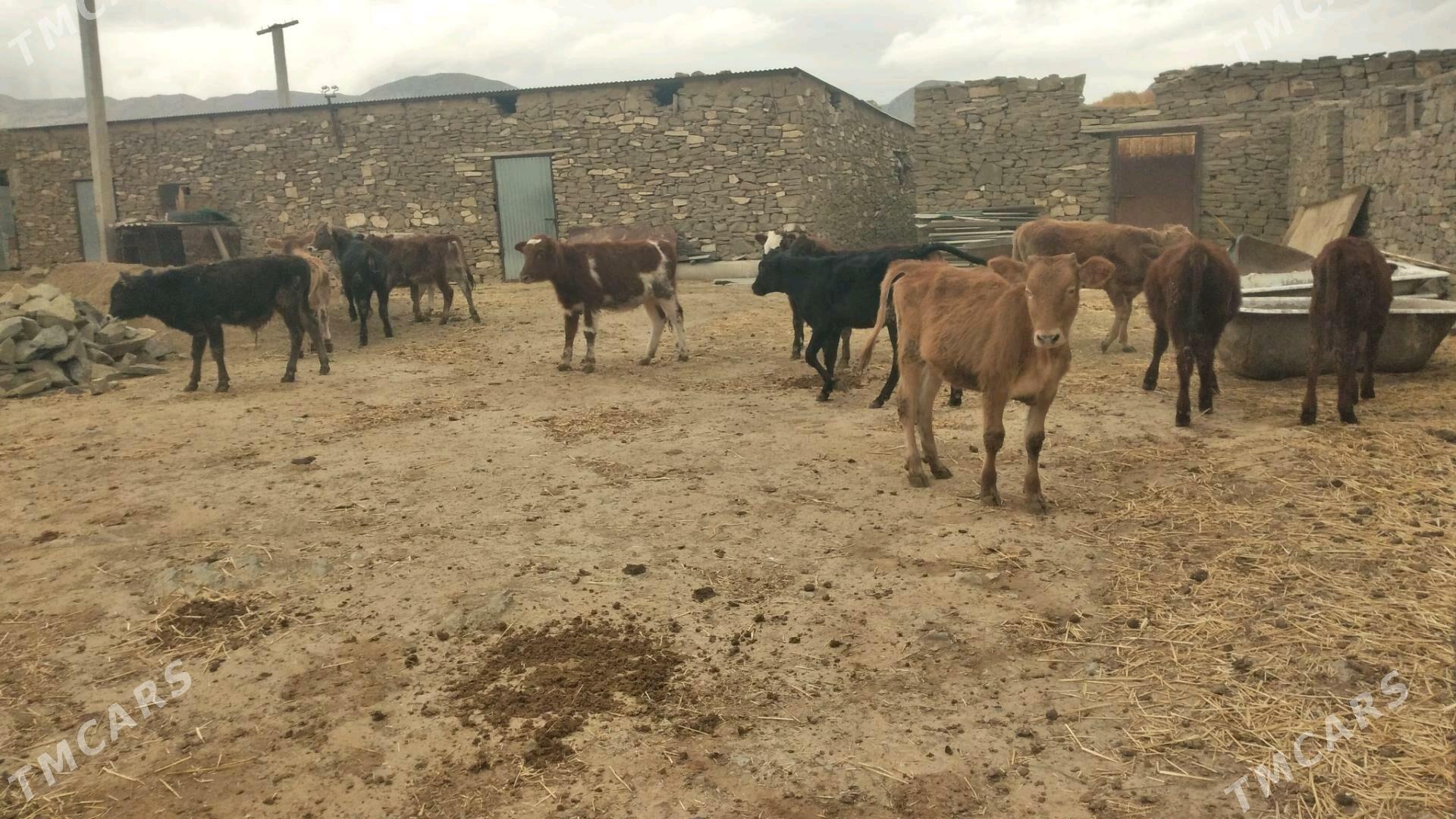 ÖKÛZ TÛWE - Гызыларбат - img 3