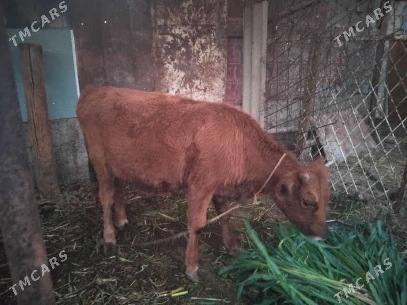 tuwe - Багир - img 6