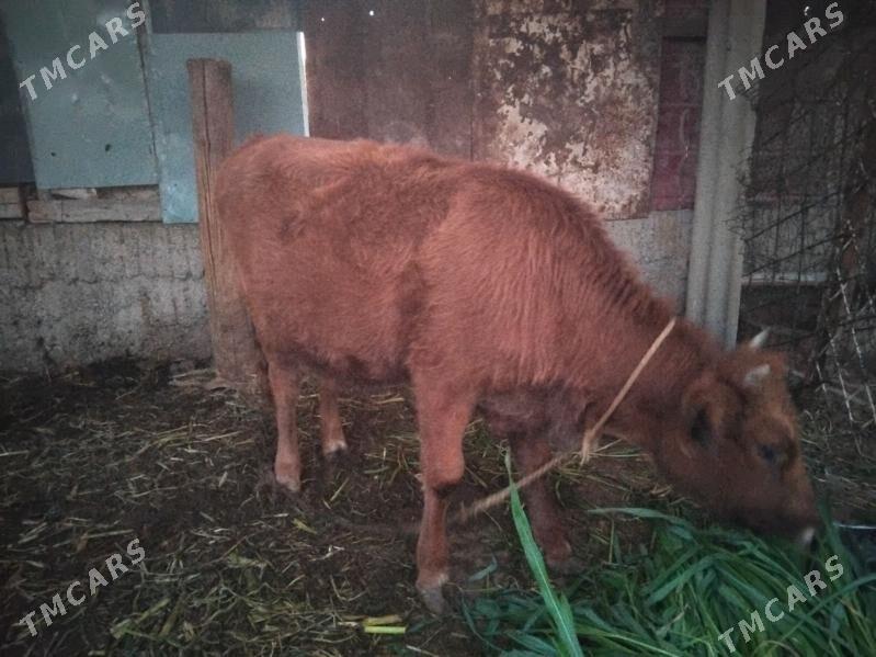 tuwe - Багир - img 3