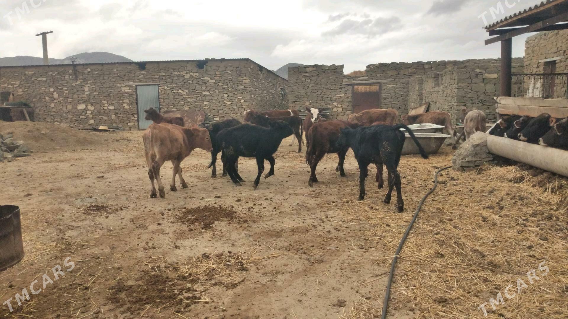 ÖKÛZ TÛWE - Гызыларбат - img 4