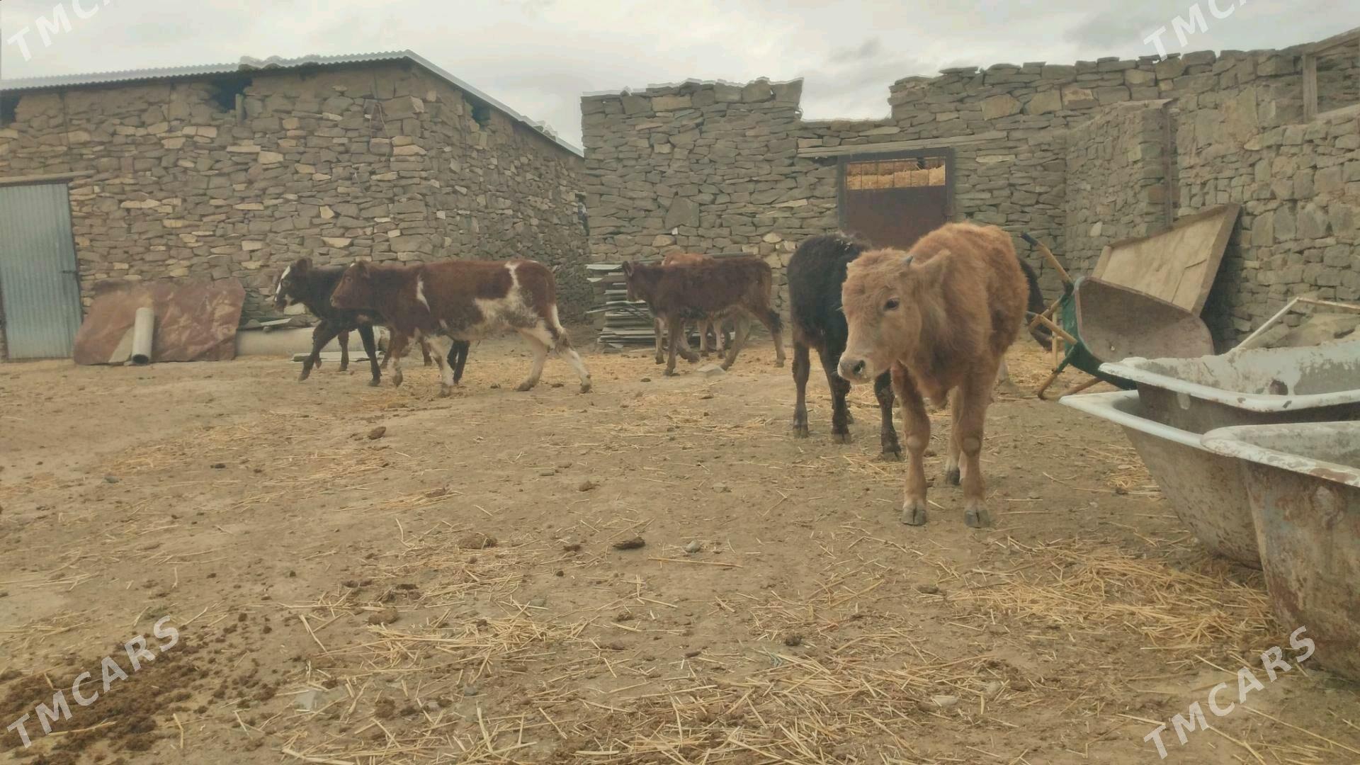 ÖKÛZ TÛWE - Гызыларбат - img 5