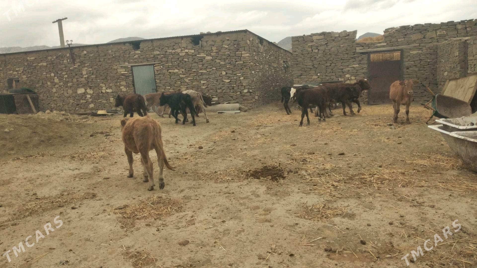 ÖKÛZ TÛWE - Гызыларбат - img 8