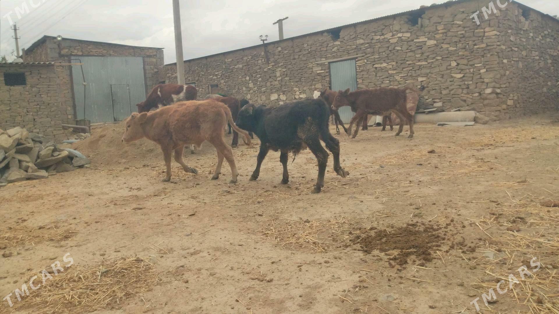 ÖKÛZ TÛWE - Гызыларбат - img 6