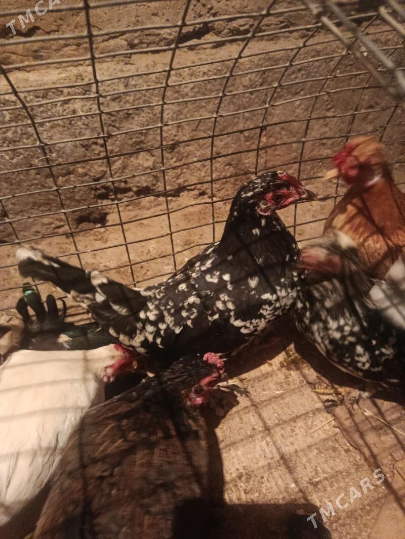 karlik - Теджен - img 6