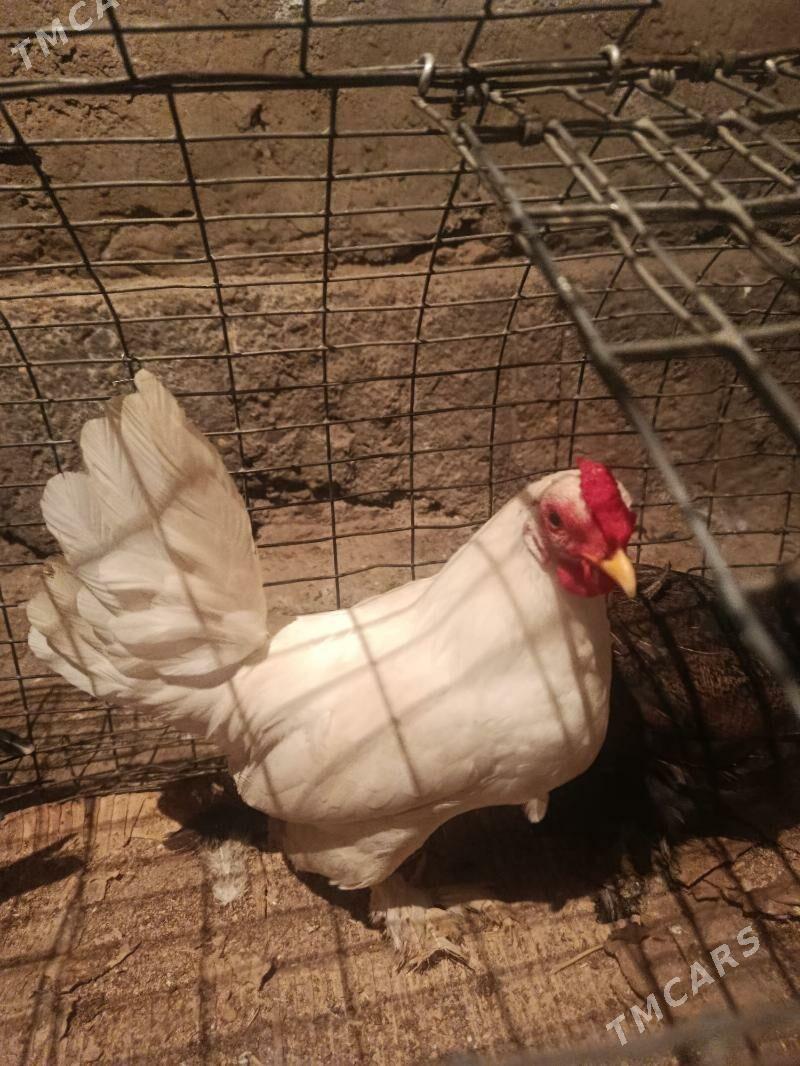 karlik - Теджен - img 4