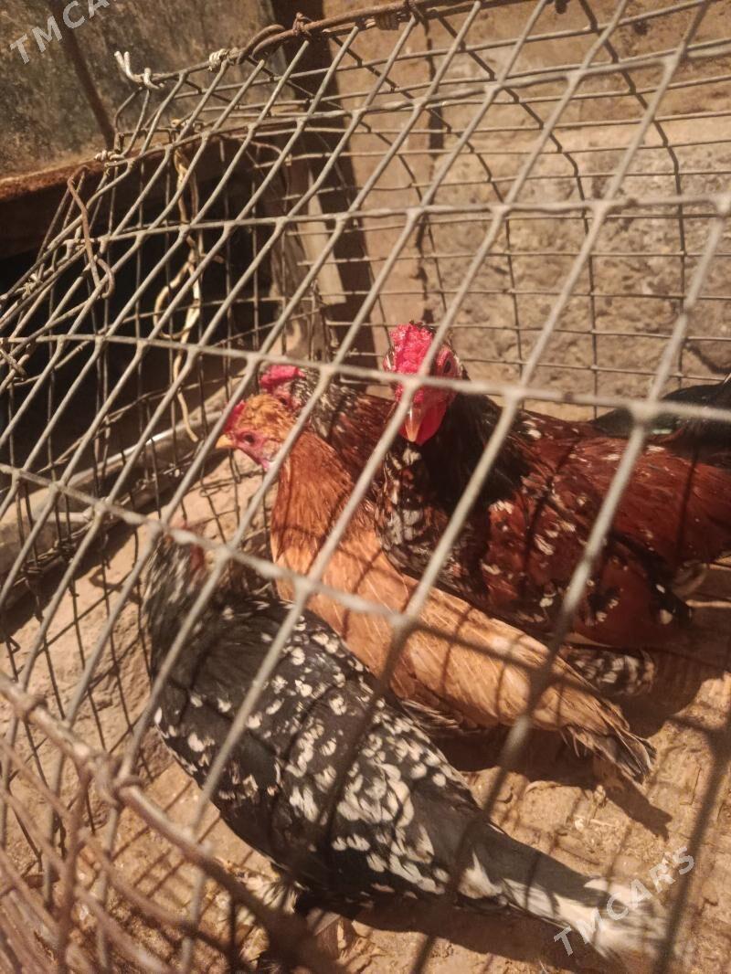 karlik - Теджен - img 7