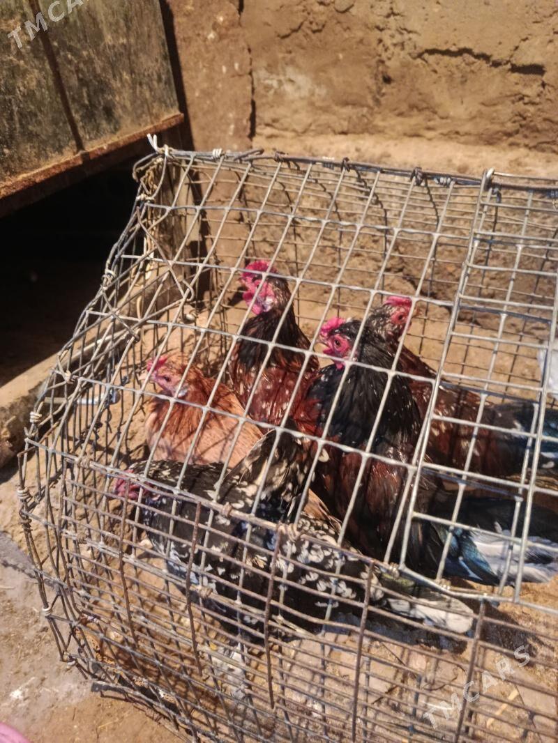 karlik - Теджен - img 5