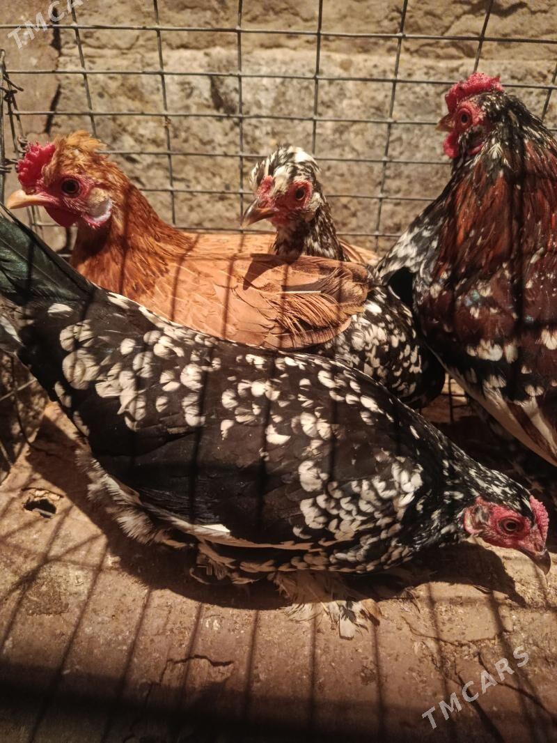 karlik - Теджен - img 3