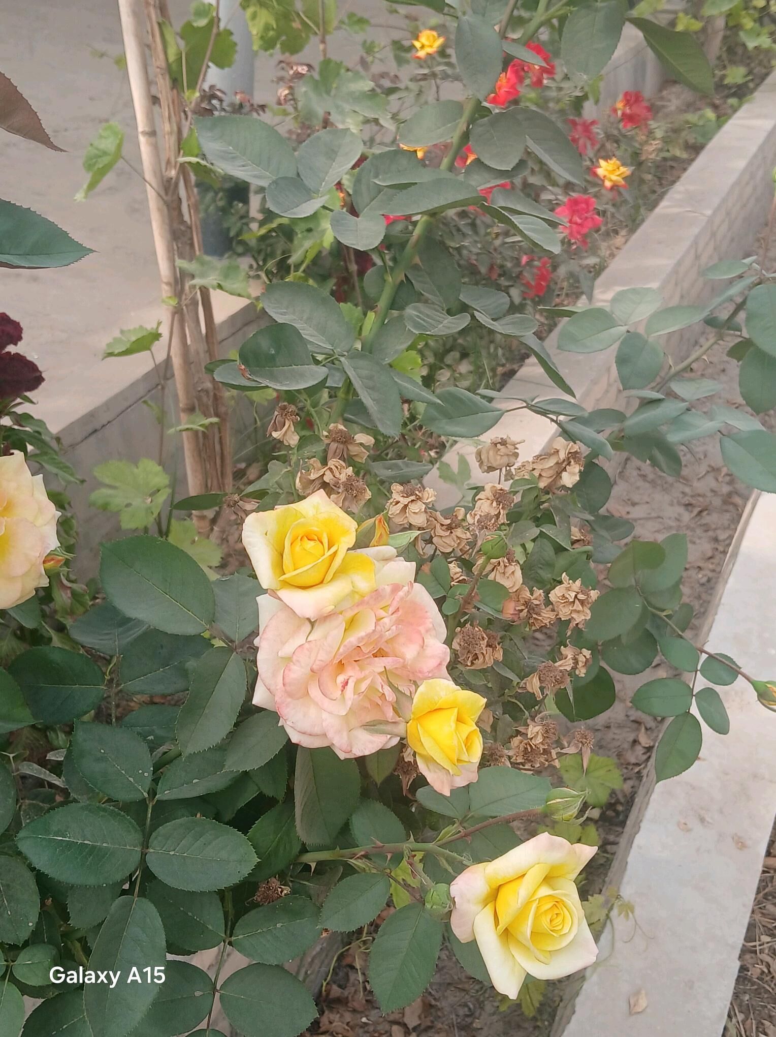 gul nahal - Hojambaz - img 2