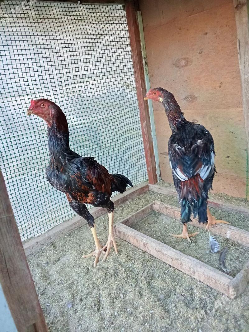 baysow juje - Çärjew - img 4