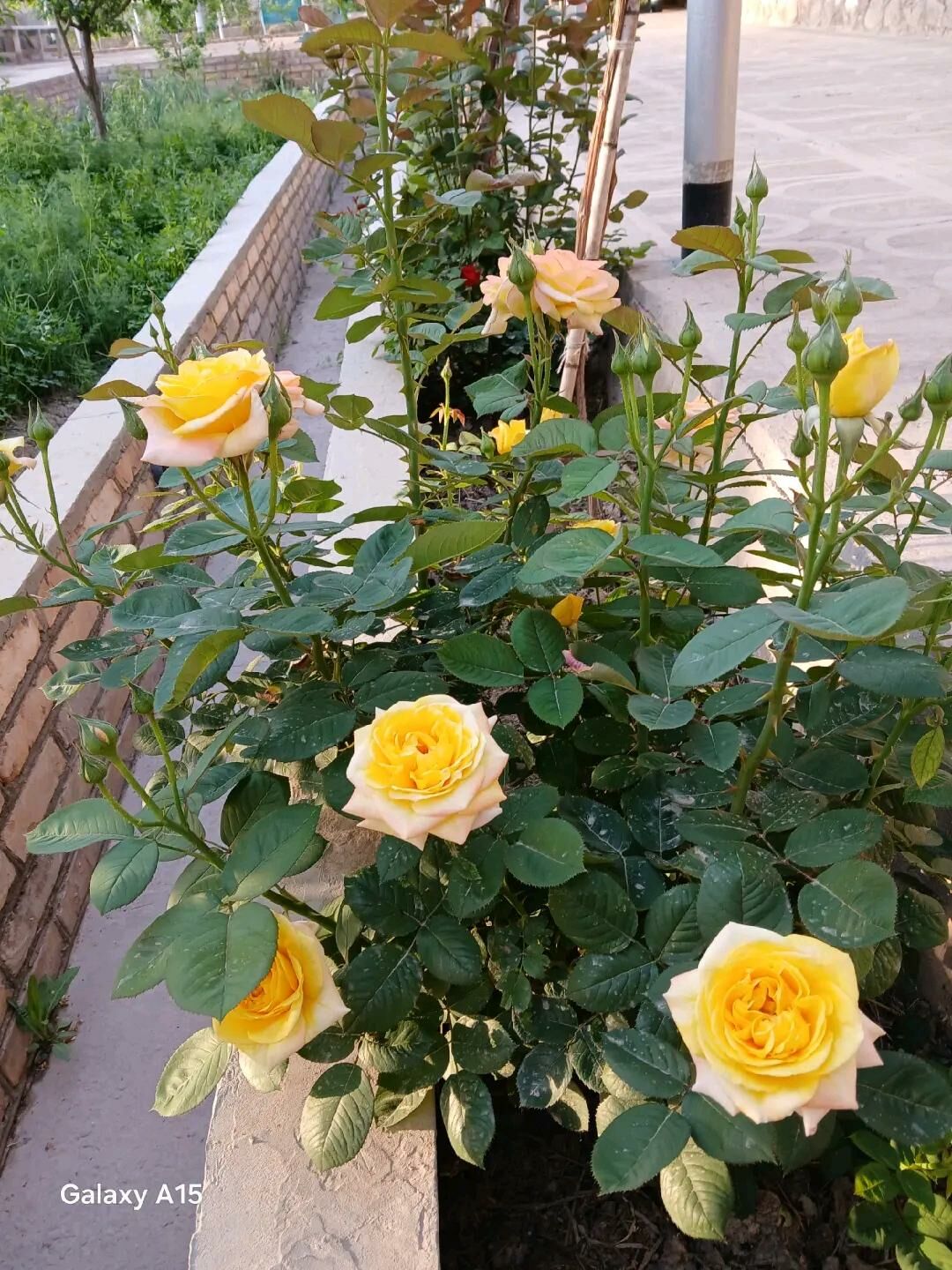 gul nahal - Hojambaz - img 3