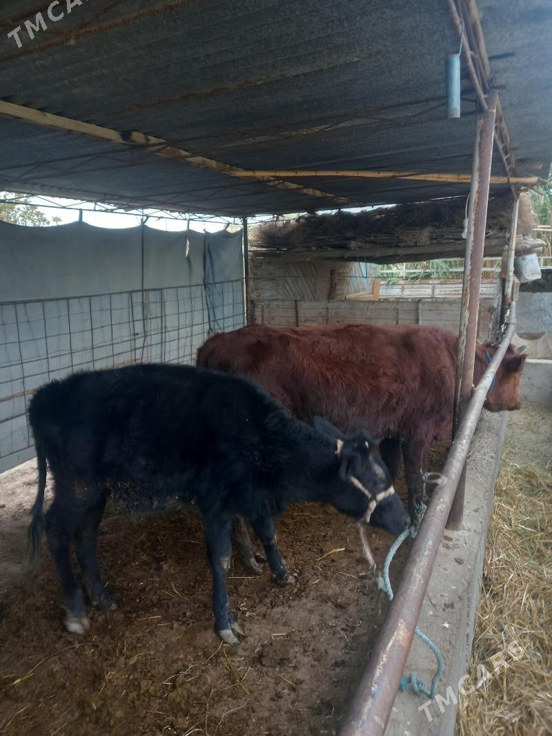 Okuz&gunajin. - Çärjew - img 2