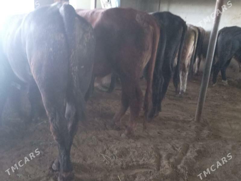 7.okiz - Büzmeýin - img 4