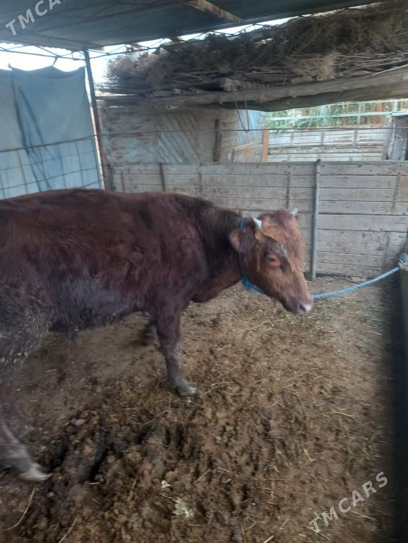 Okuz&gunajin. - Çärjew - img 3