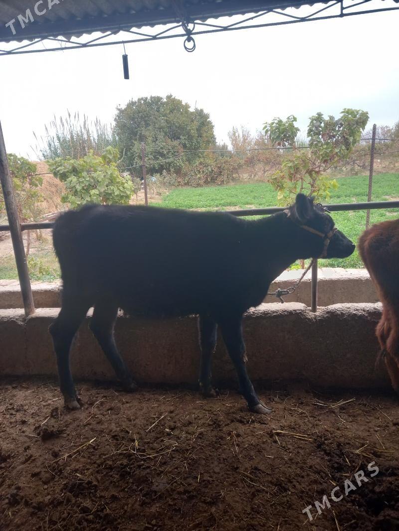 Okuz&gunajin. - Çärjew - img 4