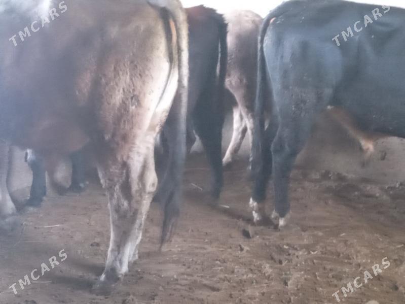 7.okiz - Büzmeýin - img 5