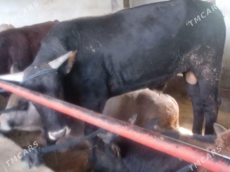 7.okiz - Büzmeýin - img 6