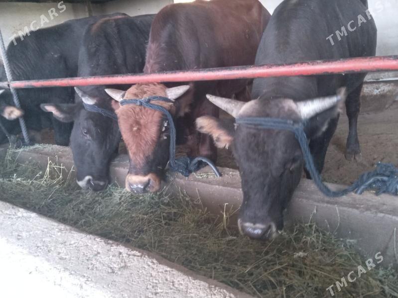 7.okiz - Büzmeýin - img 1