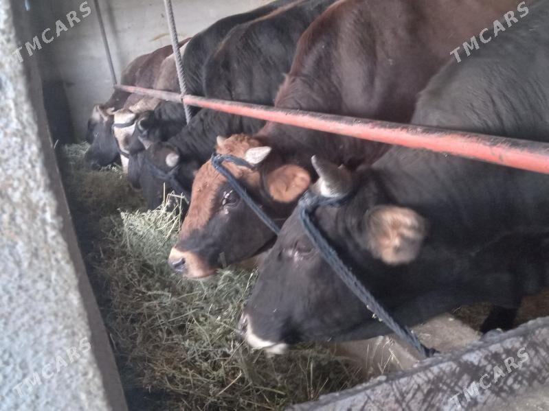 7.okiz - Büzmeýin - img 3