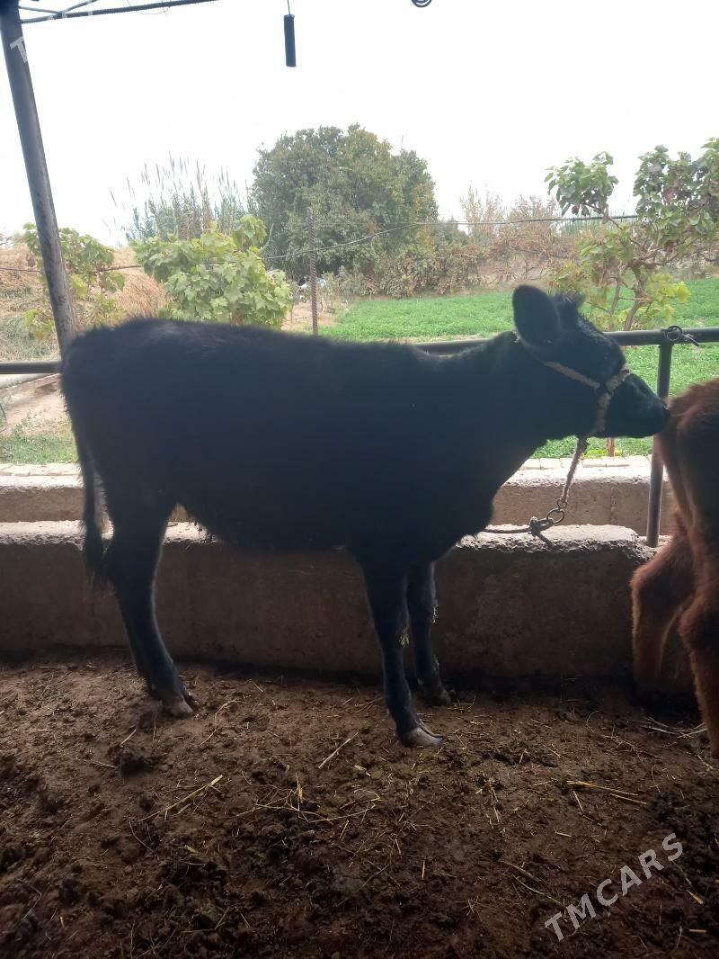 Okuz&gunajin. - Çärjew - img 5