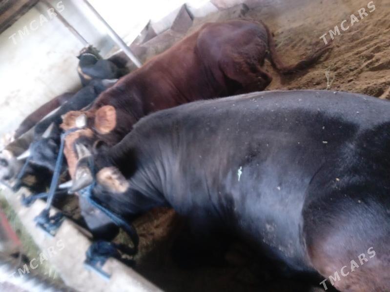 7.okiz - Büzmeýin - img 7