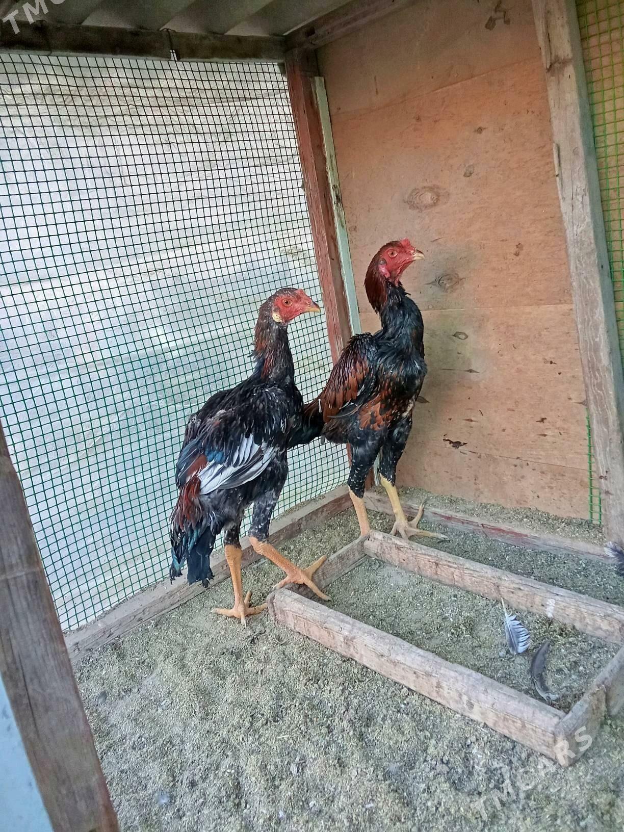 baysow juje - Çärjew - img 2