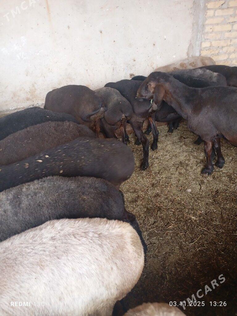 goyunlar - Çärjew - img 2