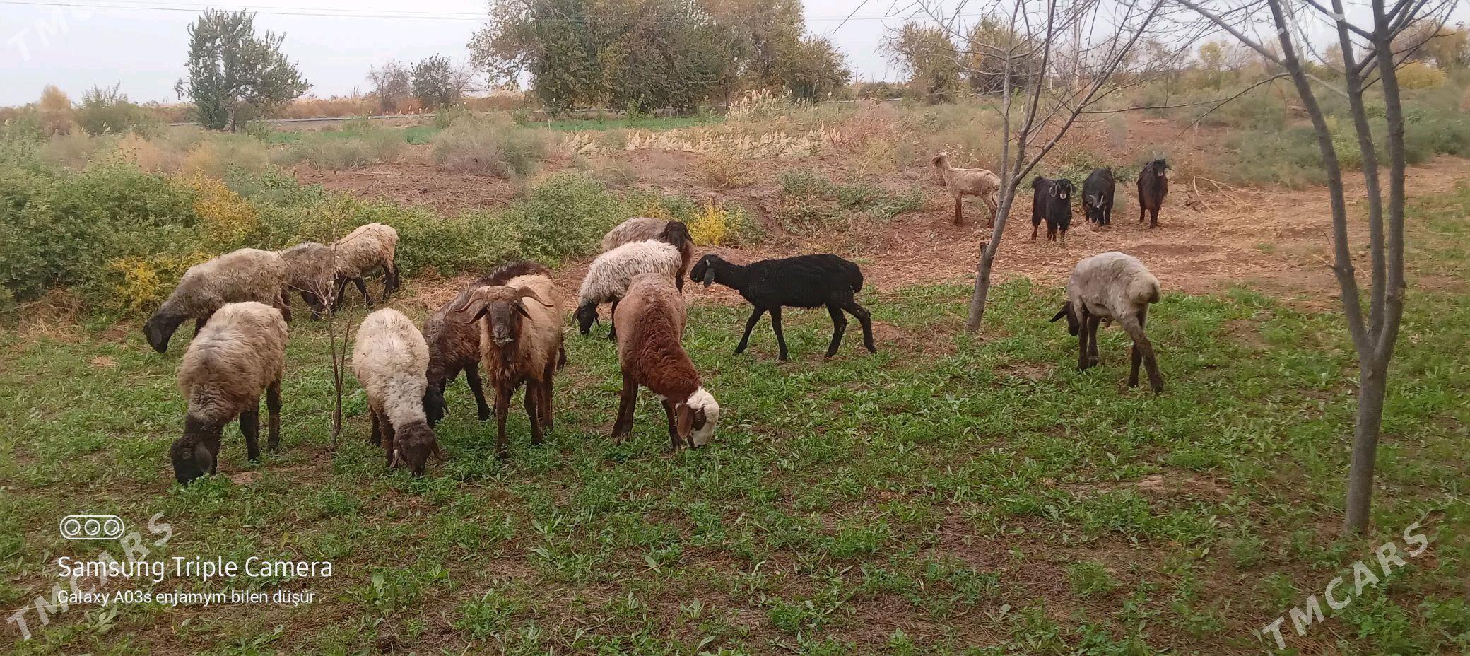Tokly cebiş - Tejen - img 2