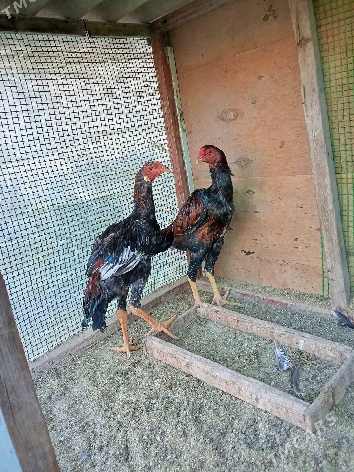 baysow juje - Çärjew - img 3