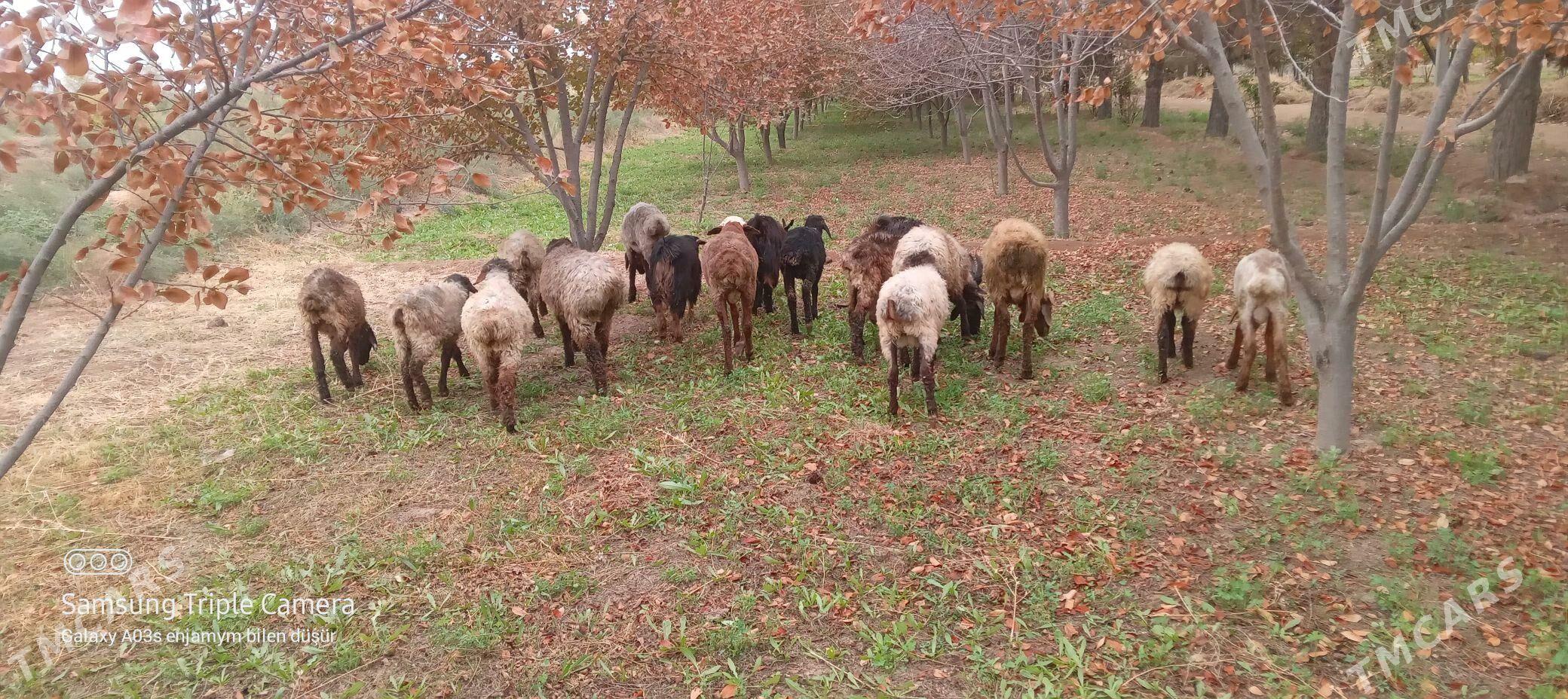 Tokly cebiş - Tejen - img 1