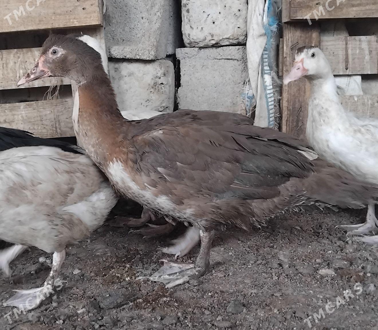 ordek horaz - Бузмеин - img 5