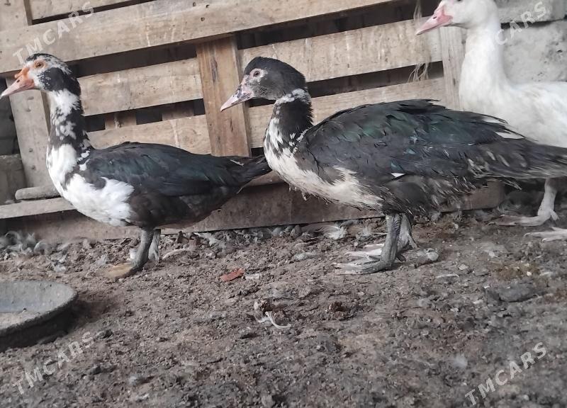 ordek horaz - Бузмеин - img 2