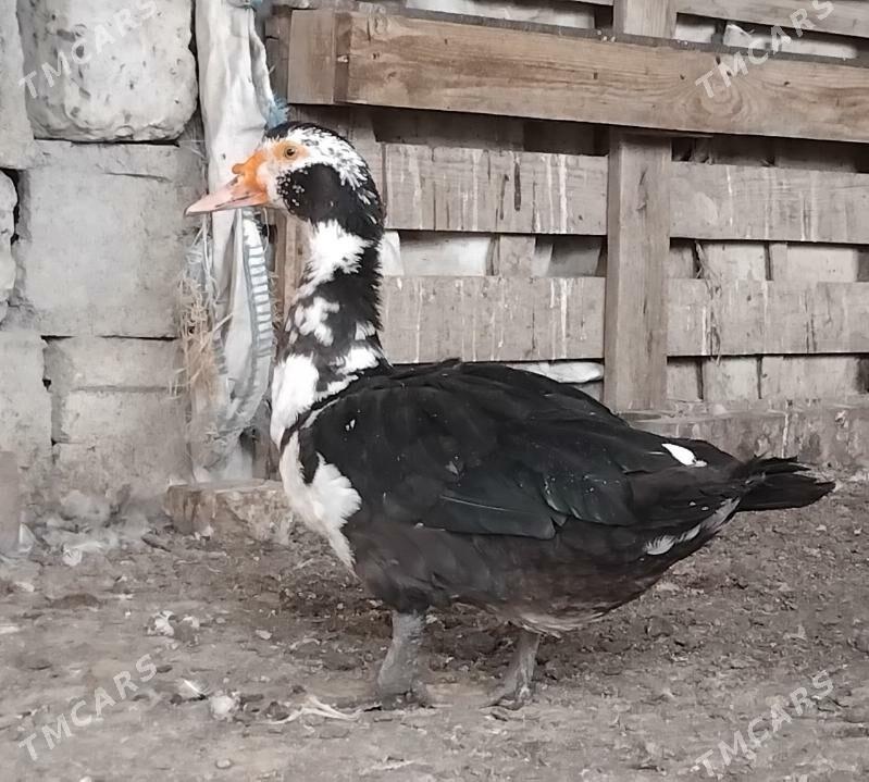 ordek horaz - Бузмеин - img 1