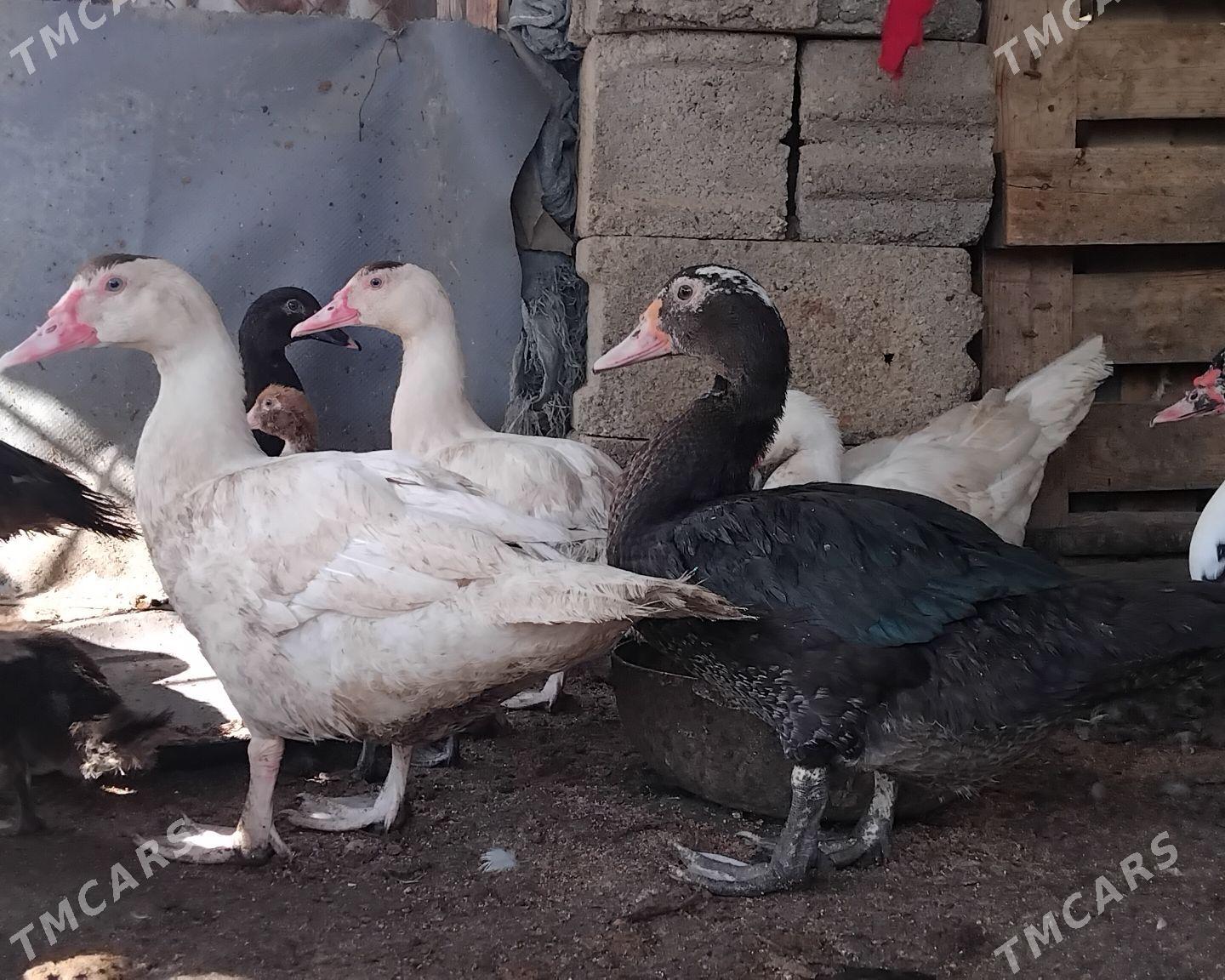 ordek horaz - Бузмеин - img 4