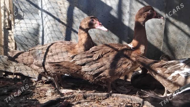 ordek horaz - Бузмеин - img 3