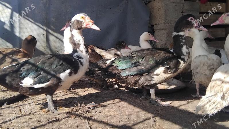 ordek horaz - Бузмеин - img 6