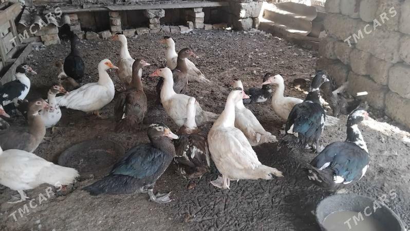 ordek horaz - Бузмеин - img 7