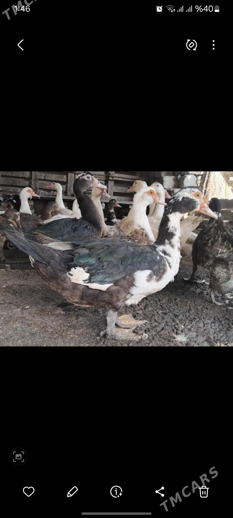 ordek horaz - Бузмеин - img 8