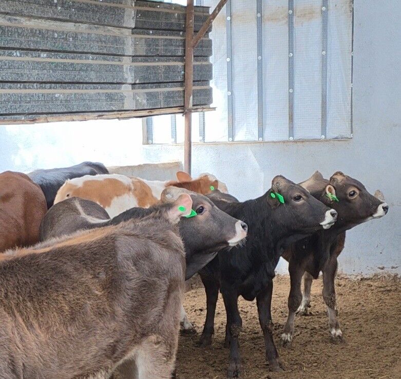 Şiwet ökuz tuwe - Кëши - img 6