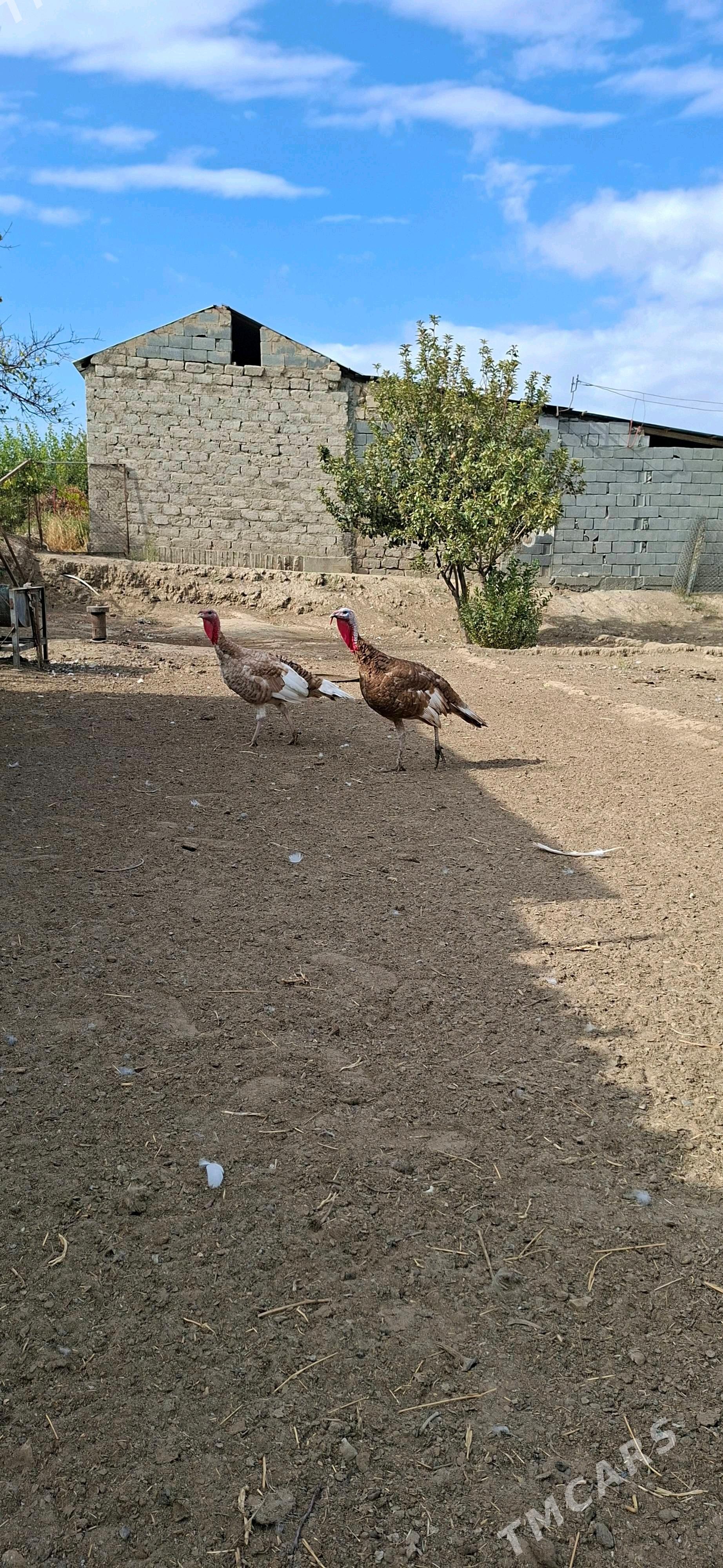 Owgan Induk - Gypjak - img 1