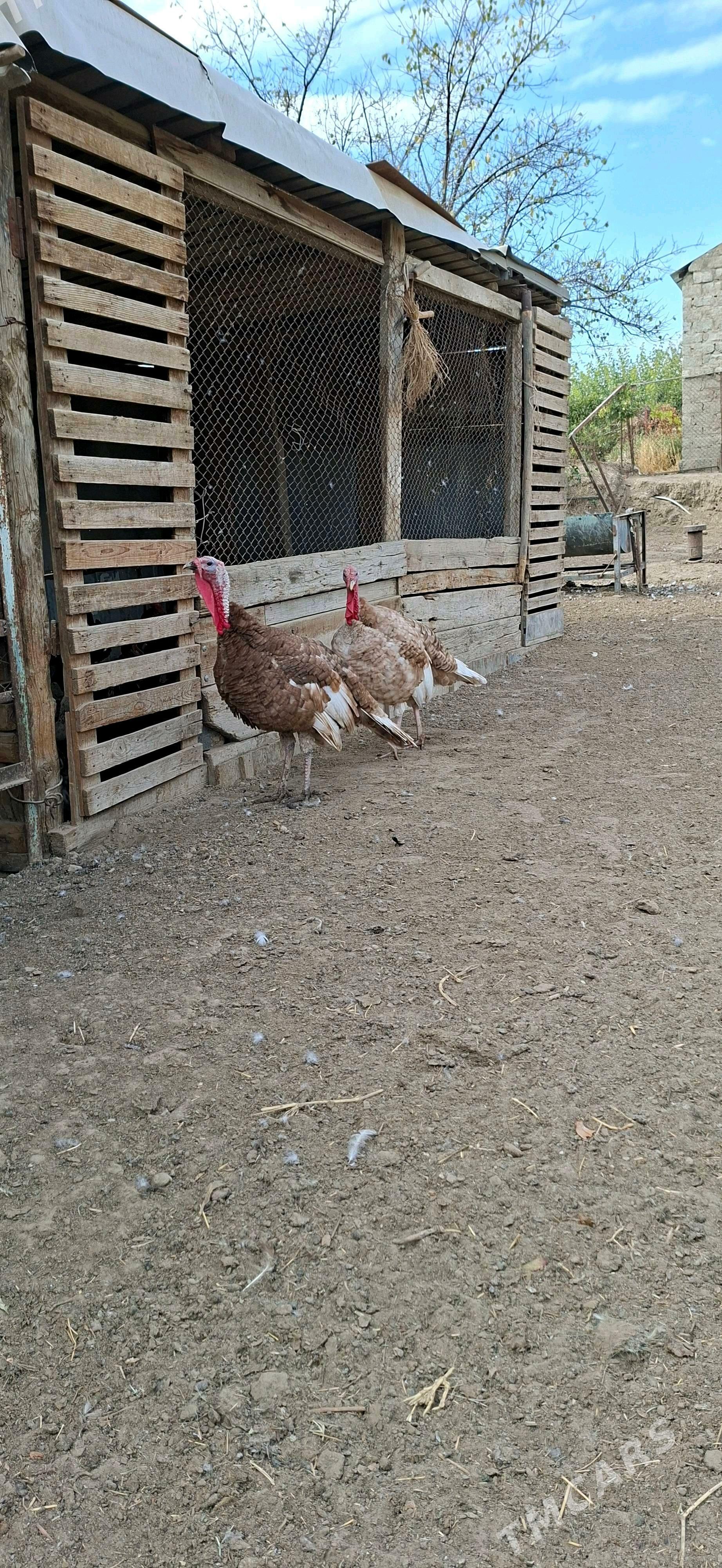 Owgan Induk - Gypjak - img 3