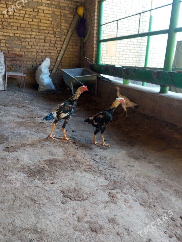 baysow horazlr - Çärjew - img 3