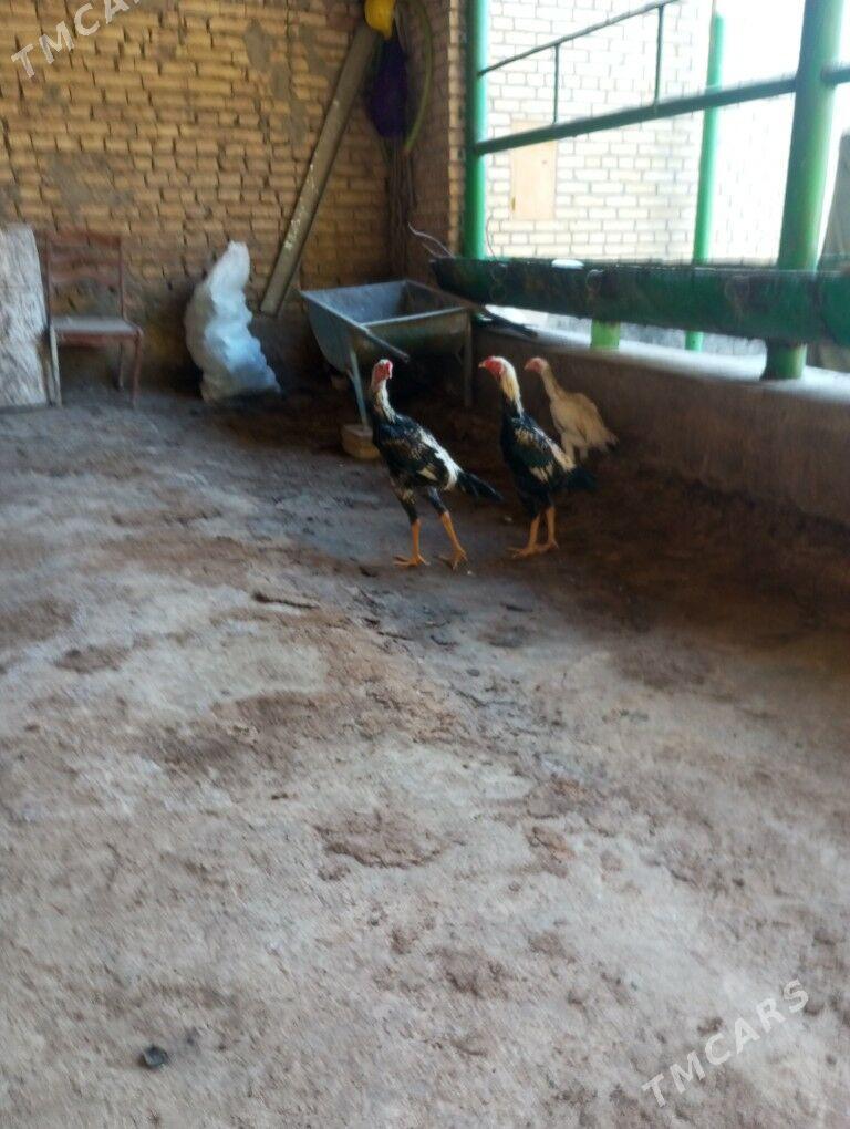 baysow horazlr - Çärjew - img 2