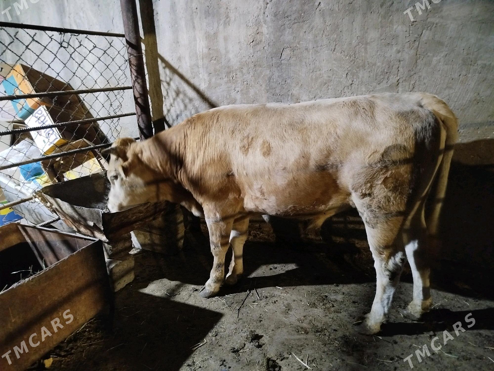 uly okuz - Çoganly - img 2