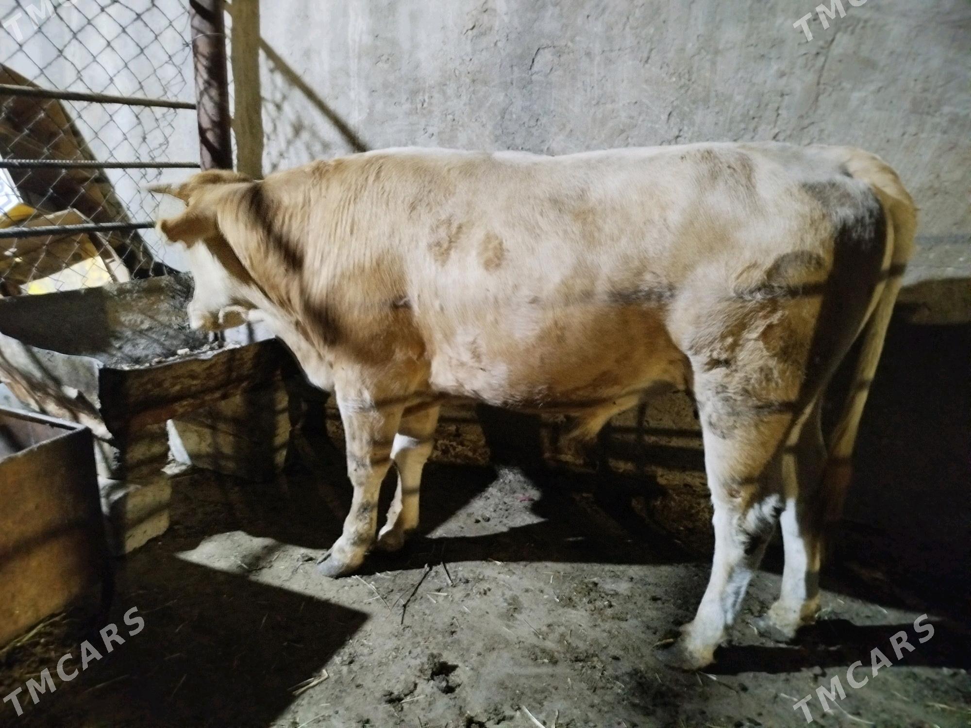 uly okuz - Çoganly - img 1