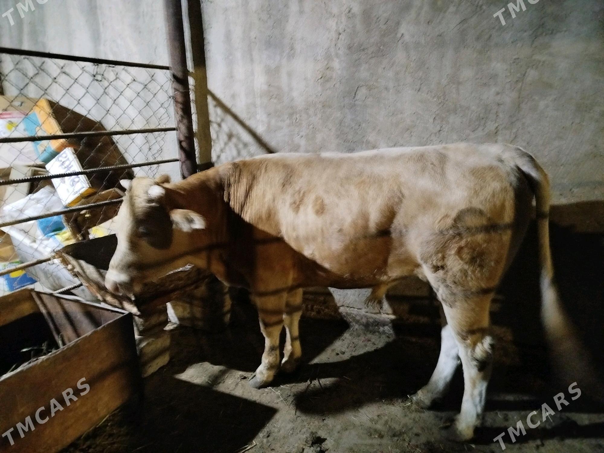 uly okuz - Çoganly - img 3