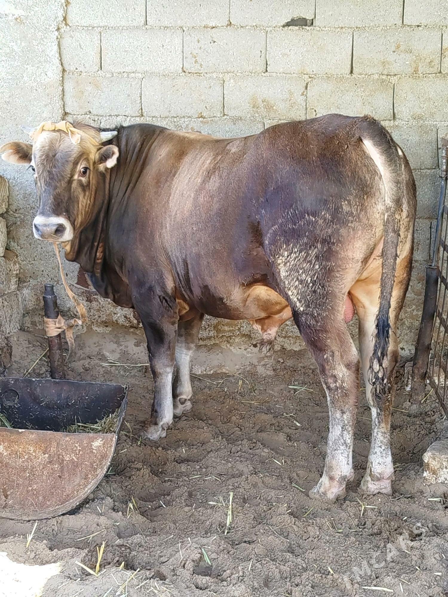 okuz - Чоганлы - img 2