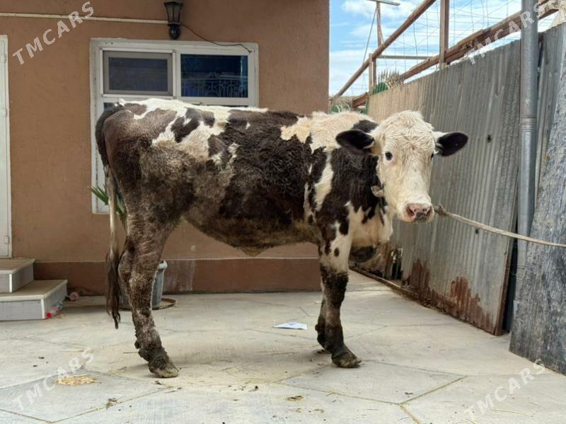 sygyr - Büzmeýin - img 4